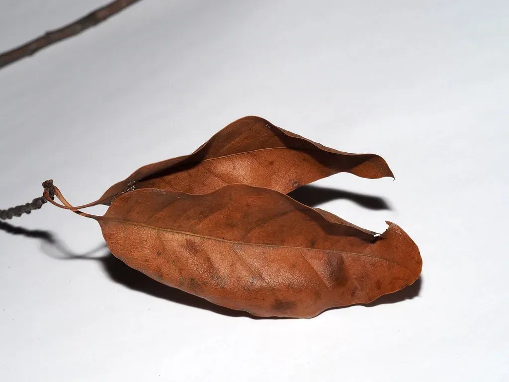 Quercus × Schochiana