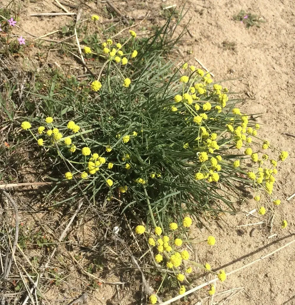 Umbrella Desert-parsley