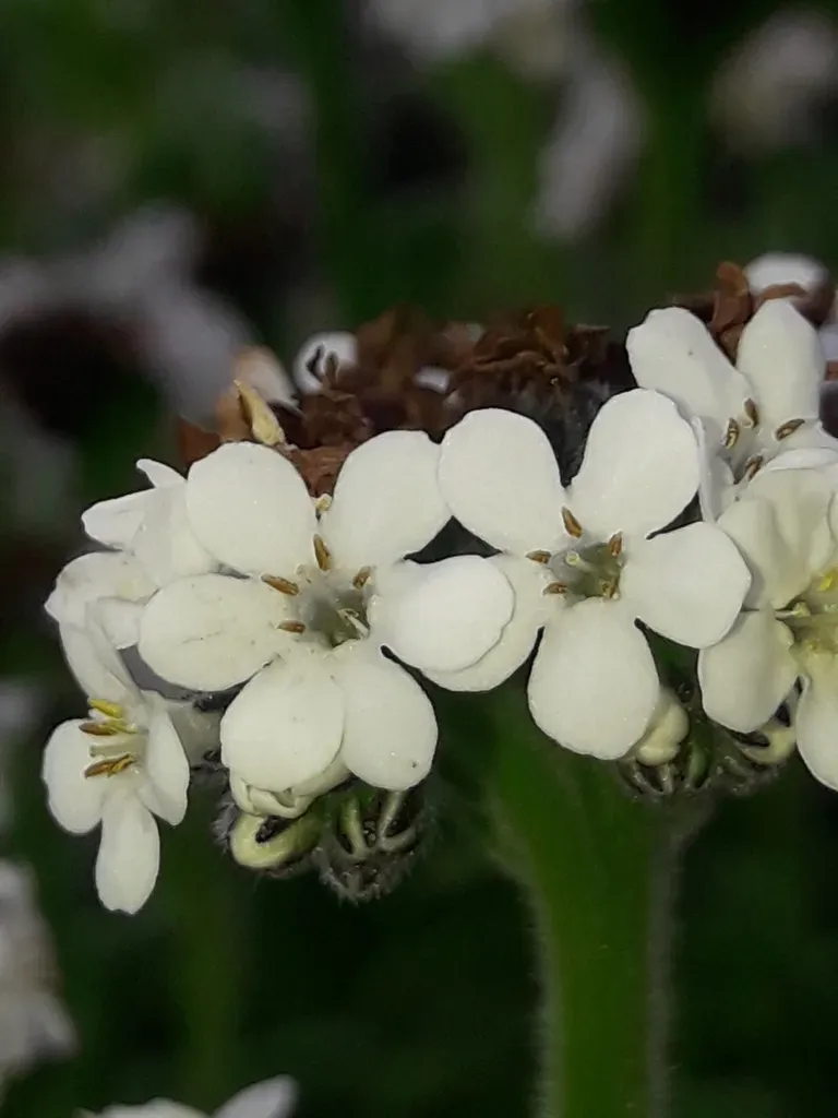 Myosotis Rakiura