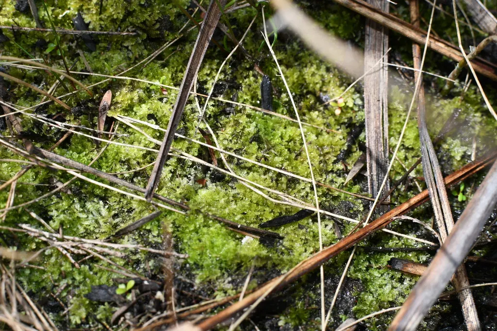 Ceramanus Clatritexta