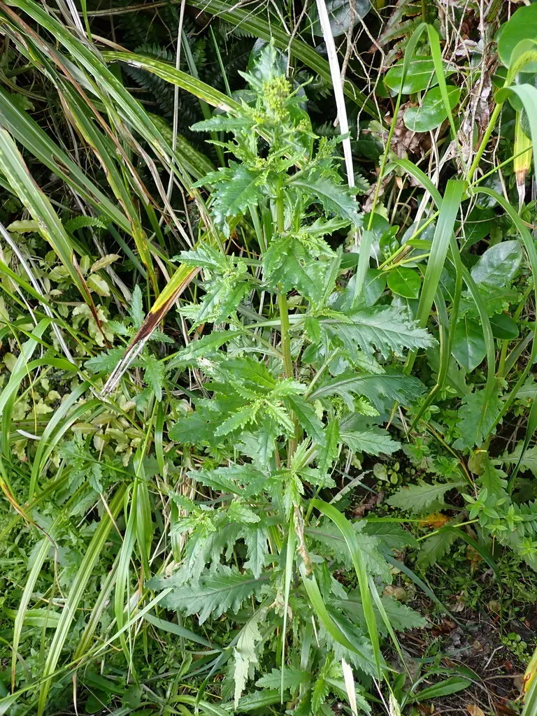 Groundsel