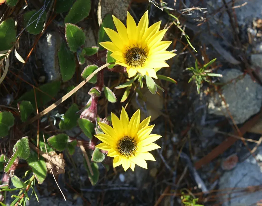Narrowleaf African Daisy