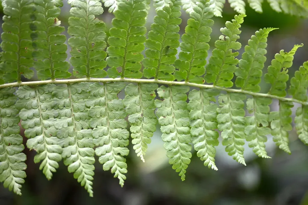 Didymochlaena Alpina