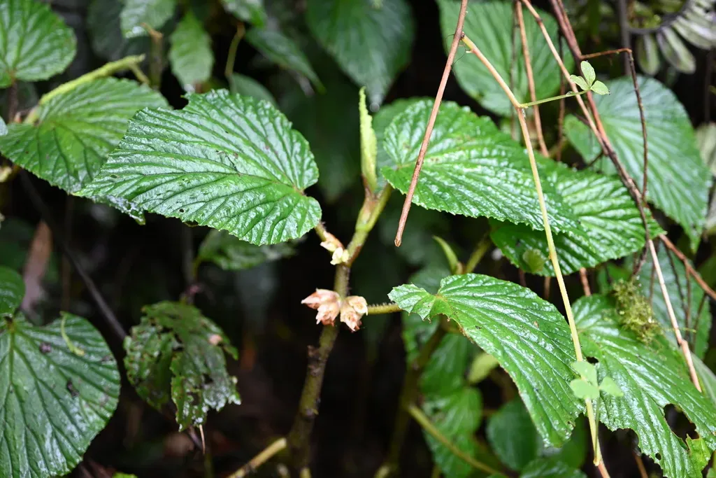 Begonia Tiliifolia