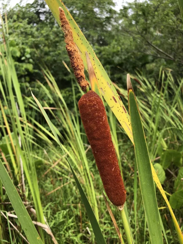 Typha × Provincialis