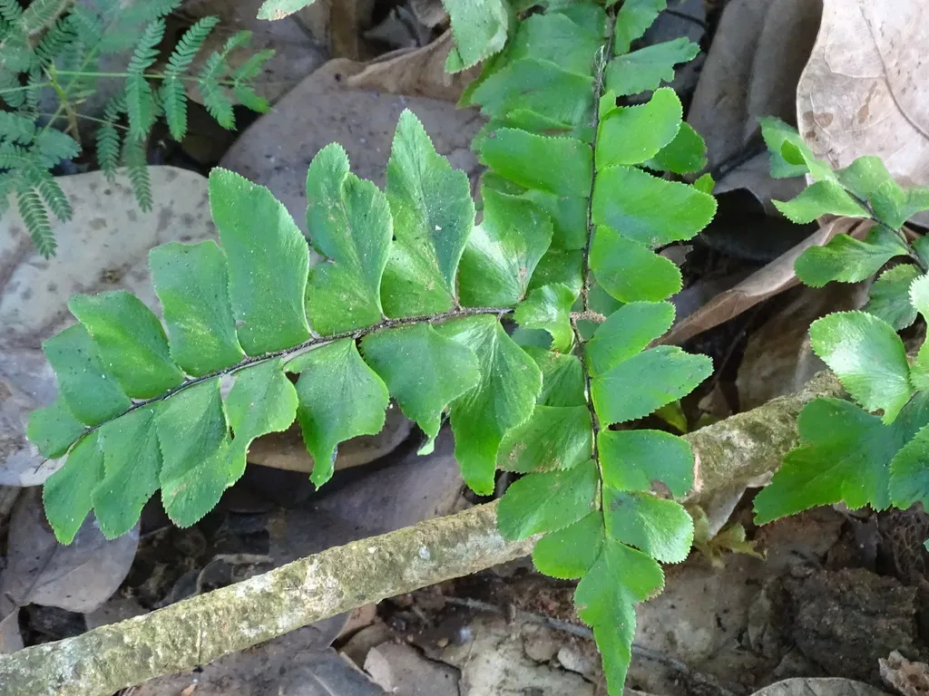 Adiantum Mcvaughii