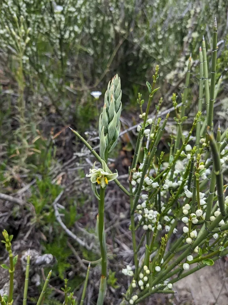 Gavilea Glandulifera