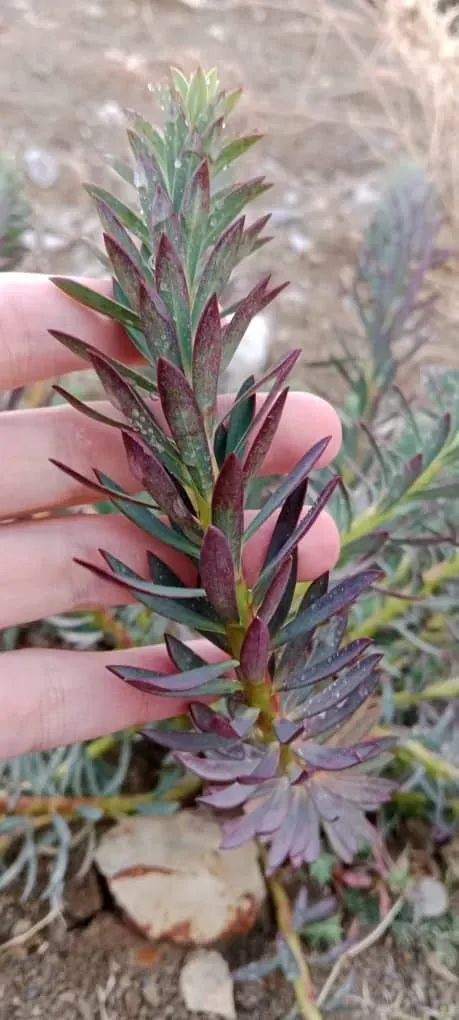 Euphorbia Bupleuroides