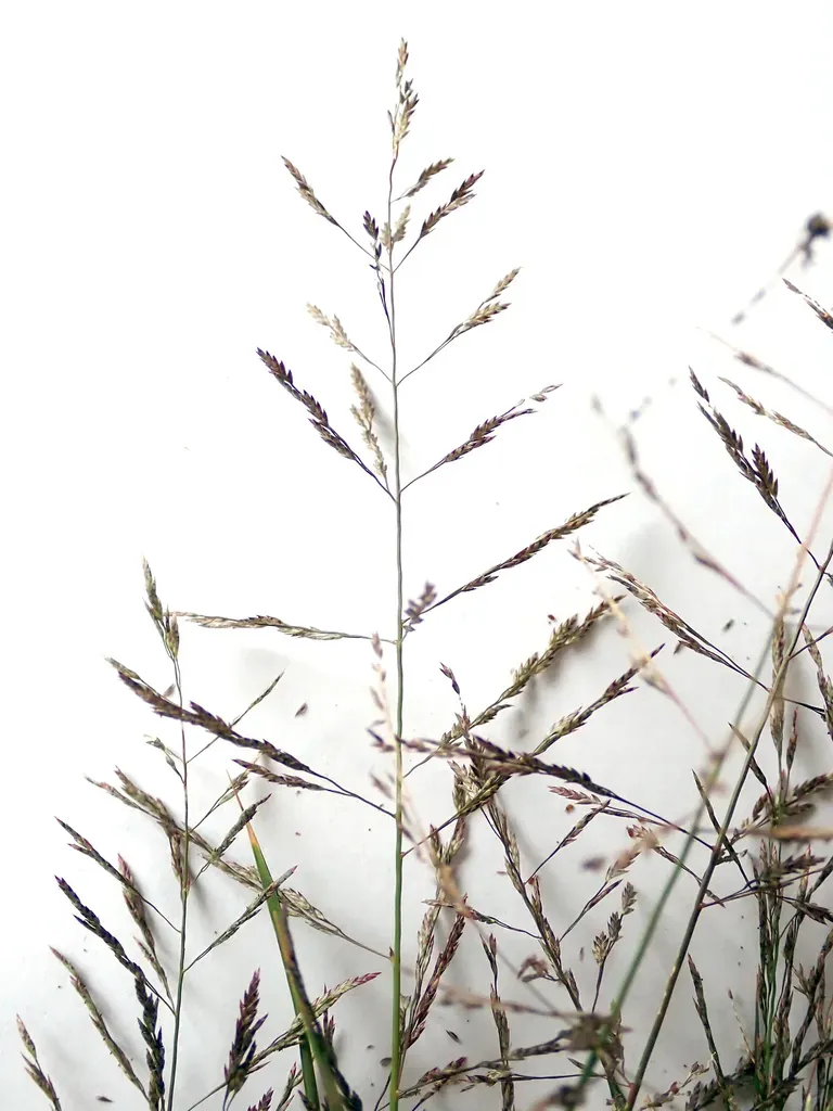 Eragrostis Multicaulis