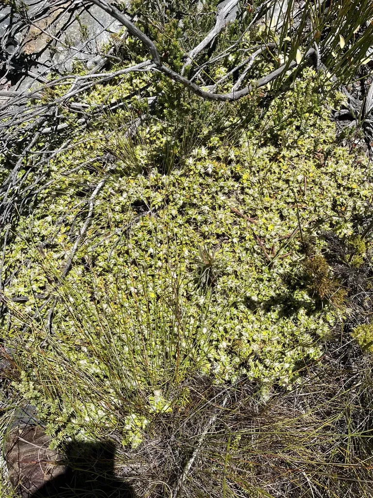 Smallflower Snakethistle