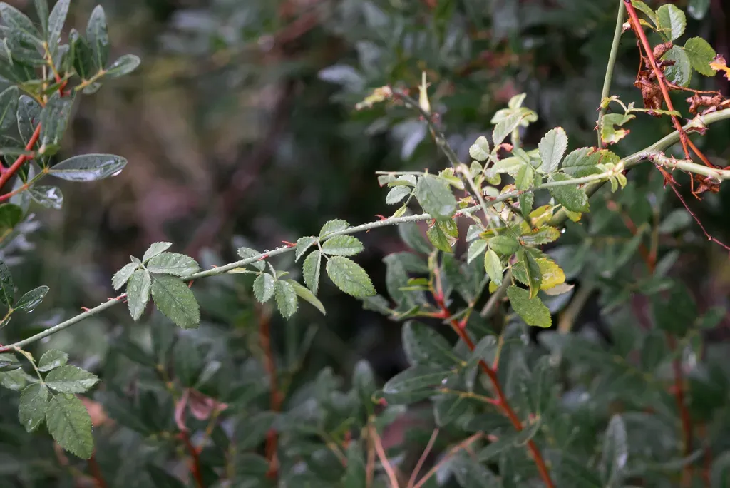 Phoenician Rose