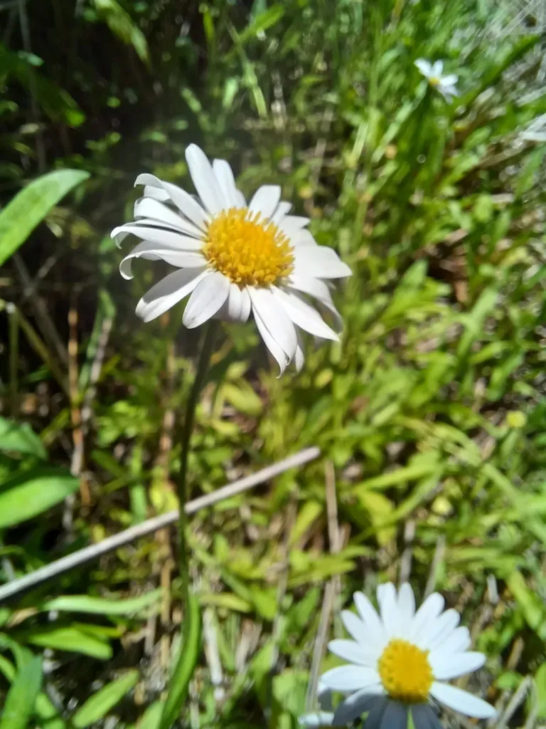 Grass Daisy