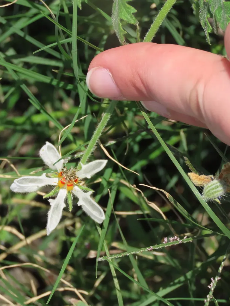 Blumenbachia Insignis
