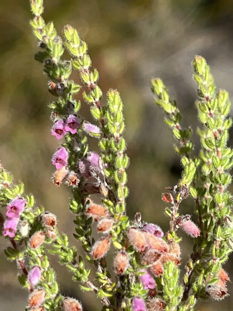 Erica Garciae