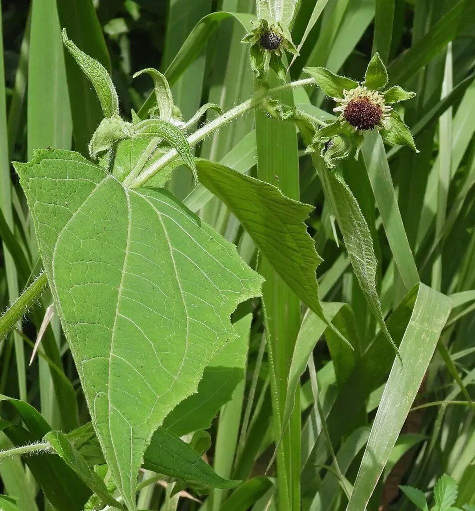 Smallanthus Connatus
