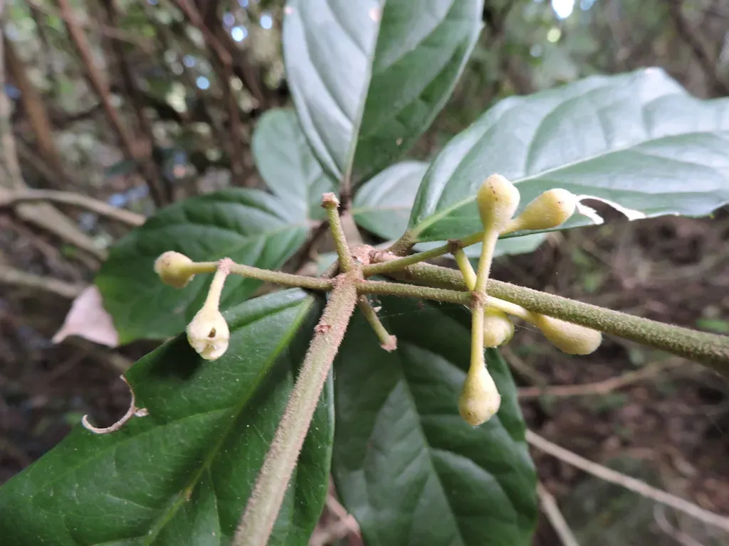 Mollinedia Schottiana