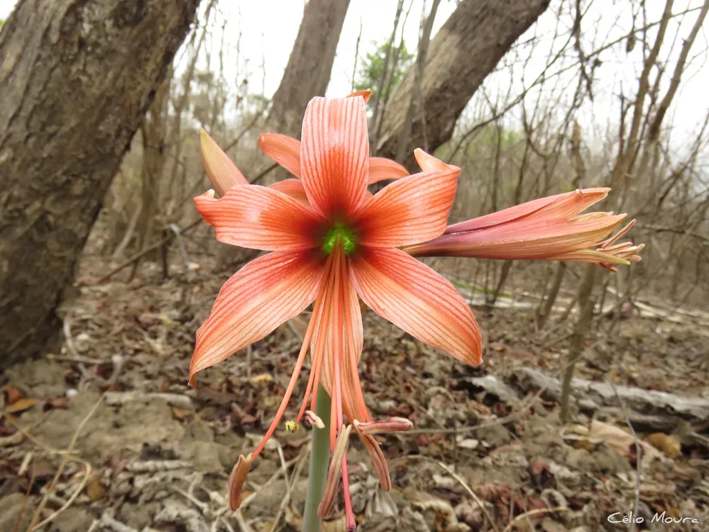 Hippeastrum Stylosum