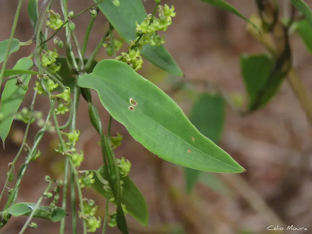 Dioscorea Mucronata