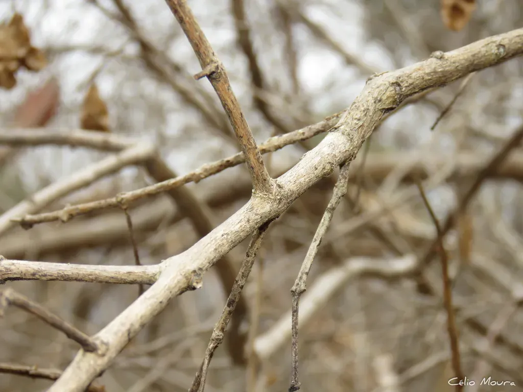 Combretum Duarteanum