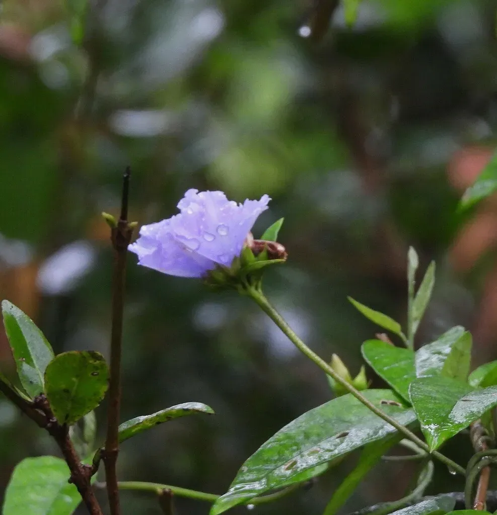 Jacquemontia Blanchetii