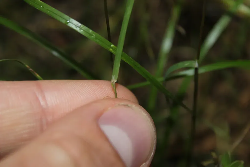 Poa Matthewsii