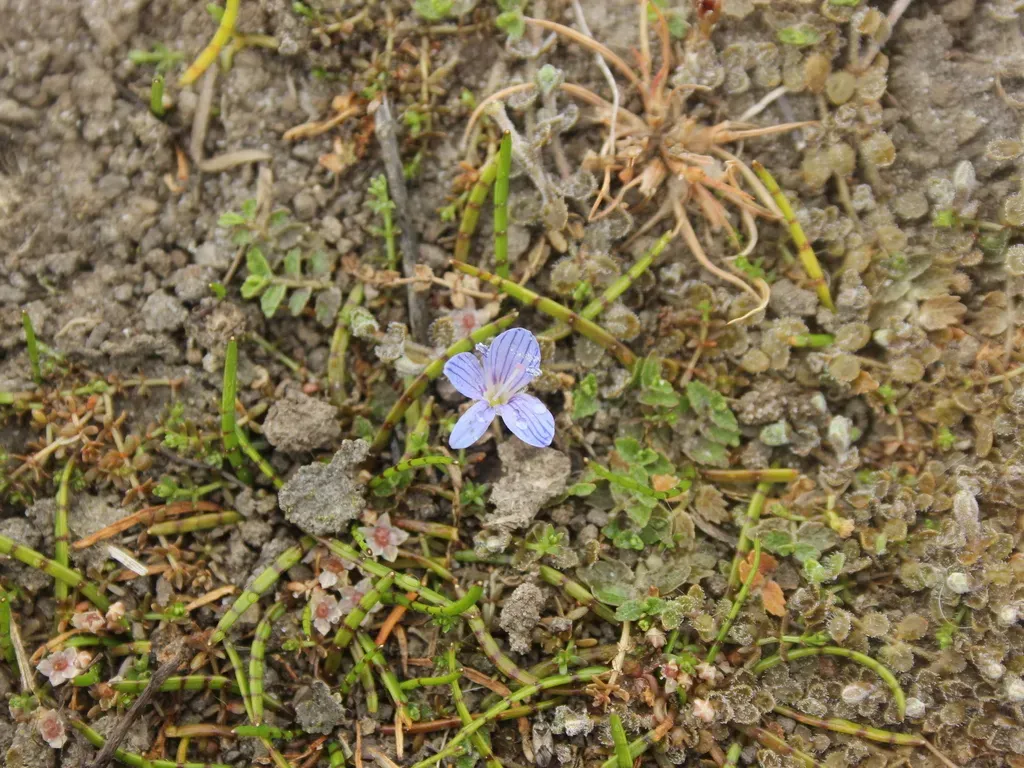 Tarn Speedwell