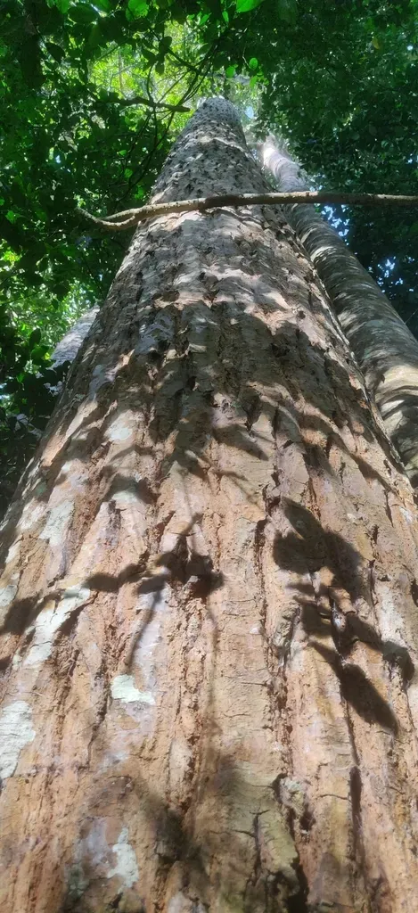 Calophyllum Austroindicum