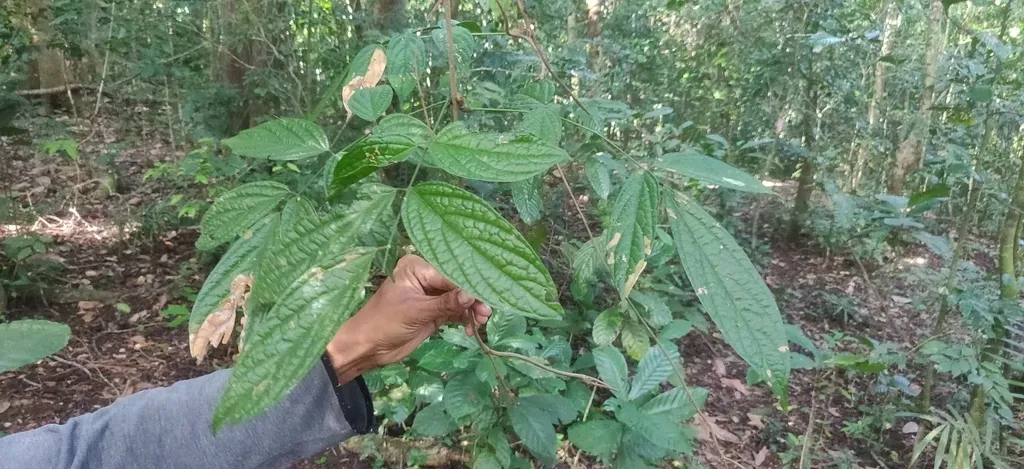 Kunstleria Keralensis