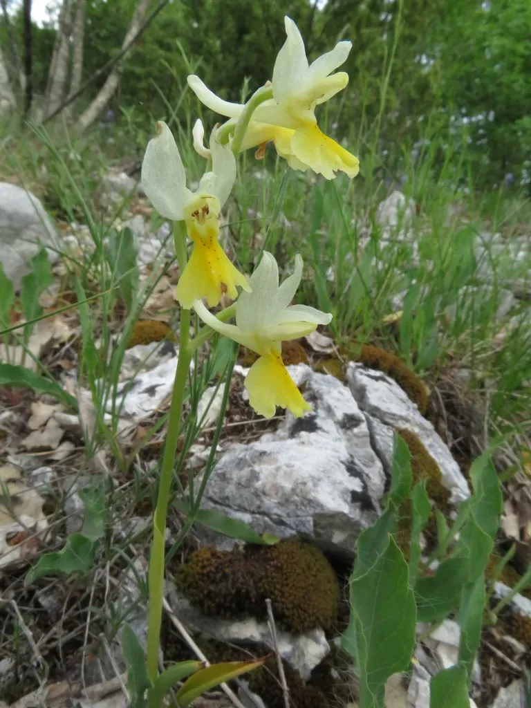 Few-flowered Orchid
