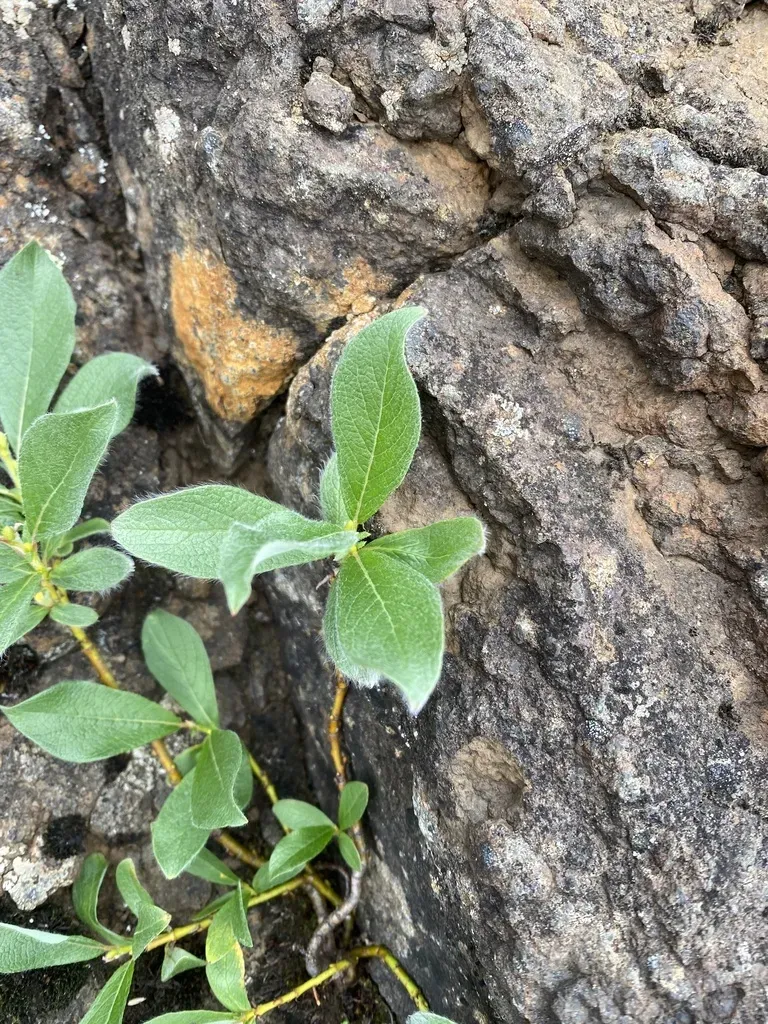 Arctic Creeping Willow