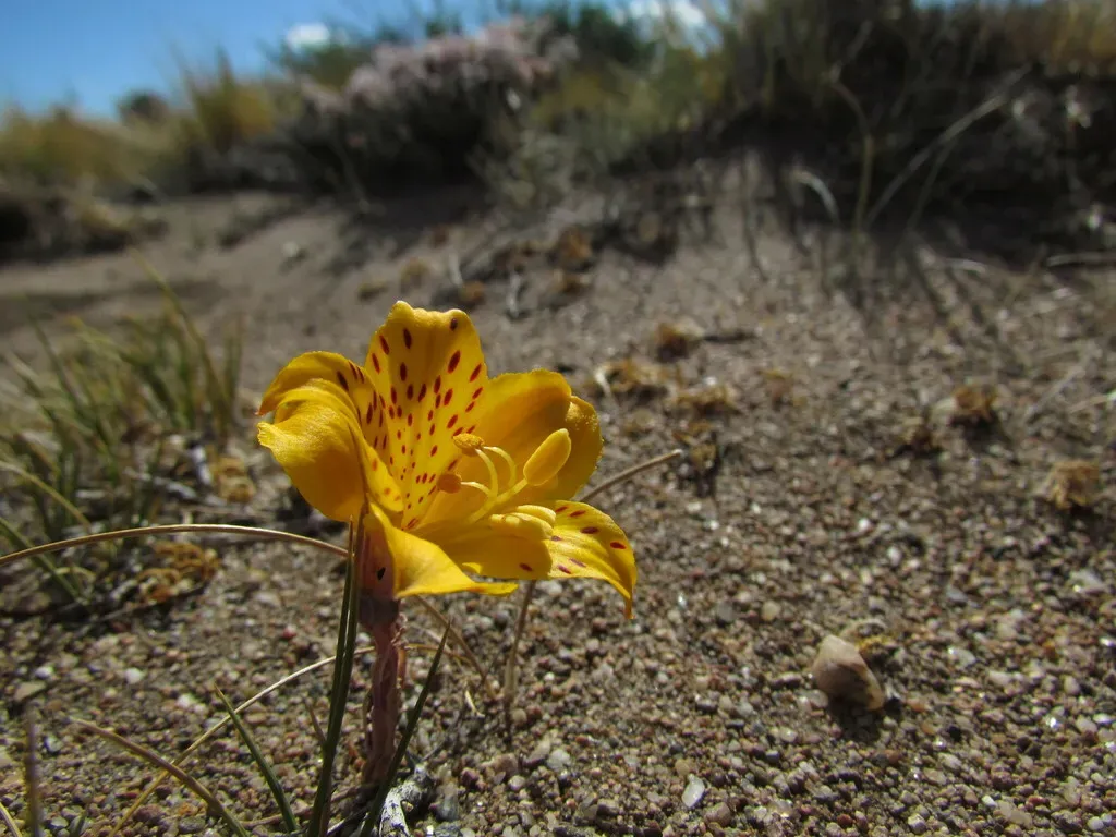 Alstroemeria Patagonica