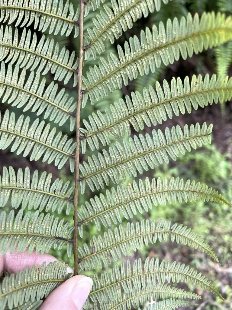 Diplopterygium Bancroftii