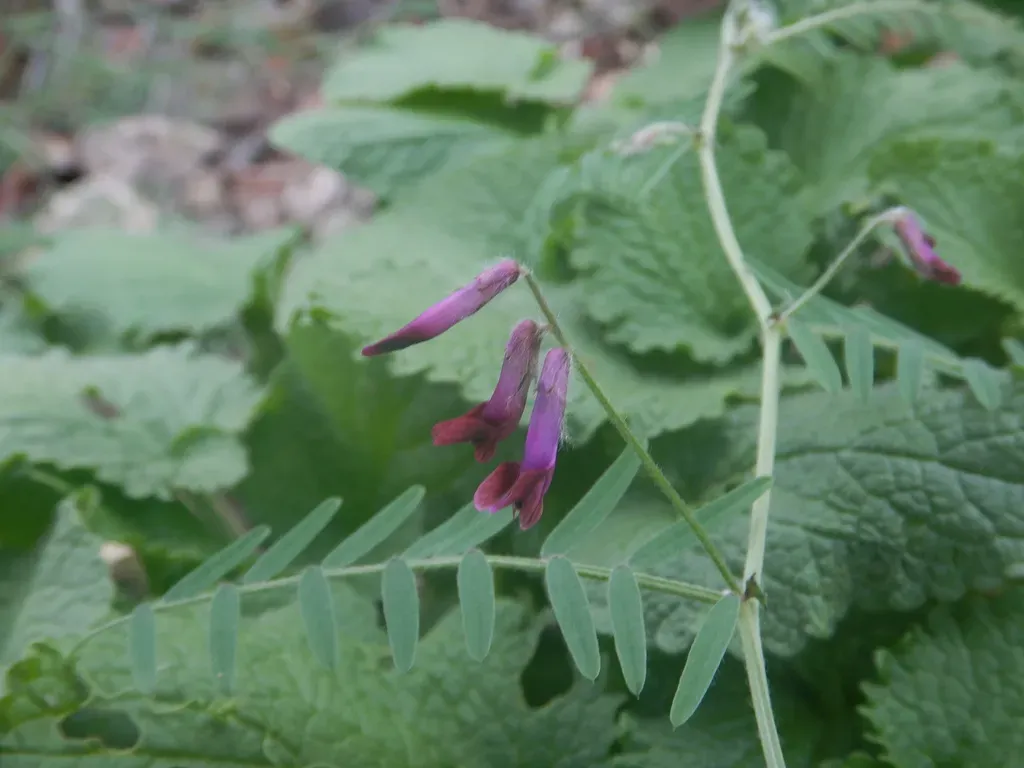 Vicia Costae