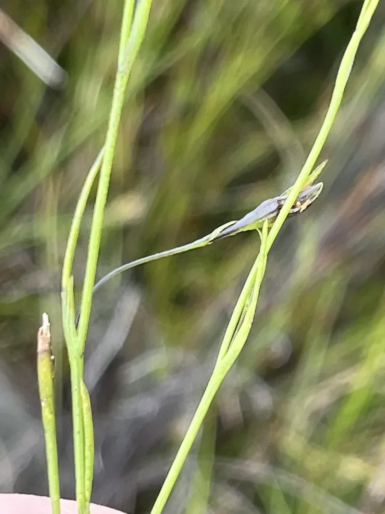 Psoralea Vlokii