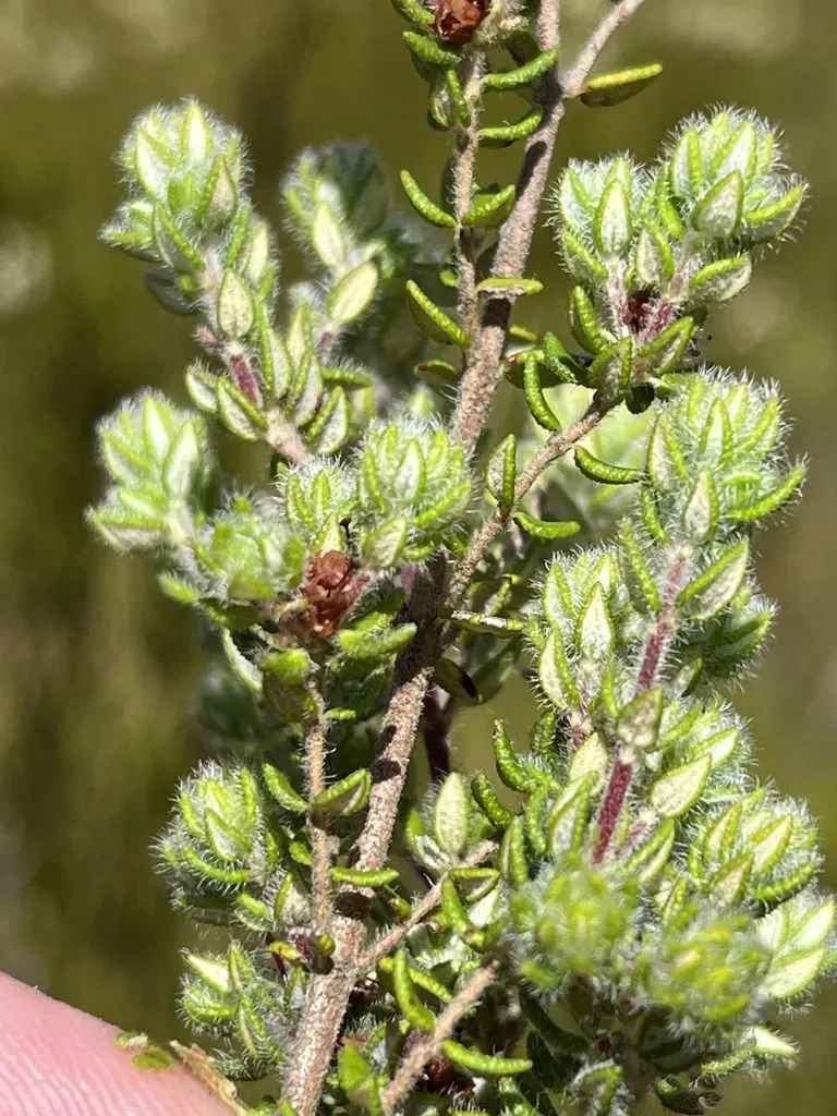 Erica Ocellata
