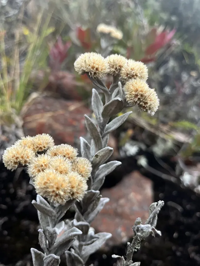 Achyrocline Crassiceps