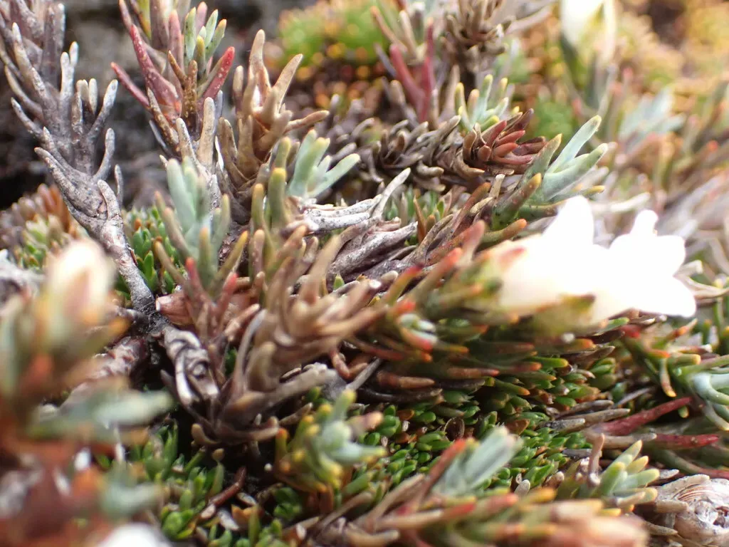 Dracophyllum Prostratum