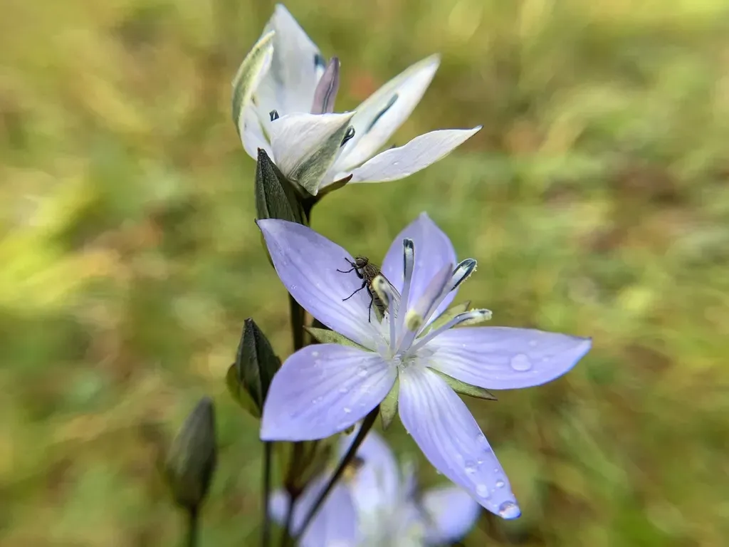 Lomatogonium Brachyantherum