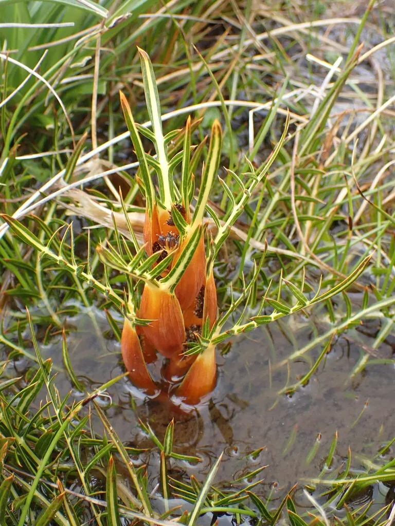 Aciphylla Pinnatifida