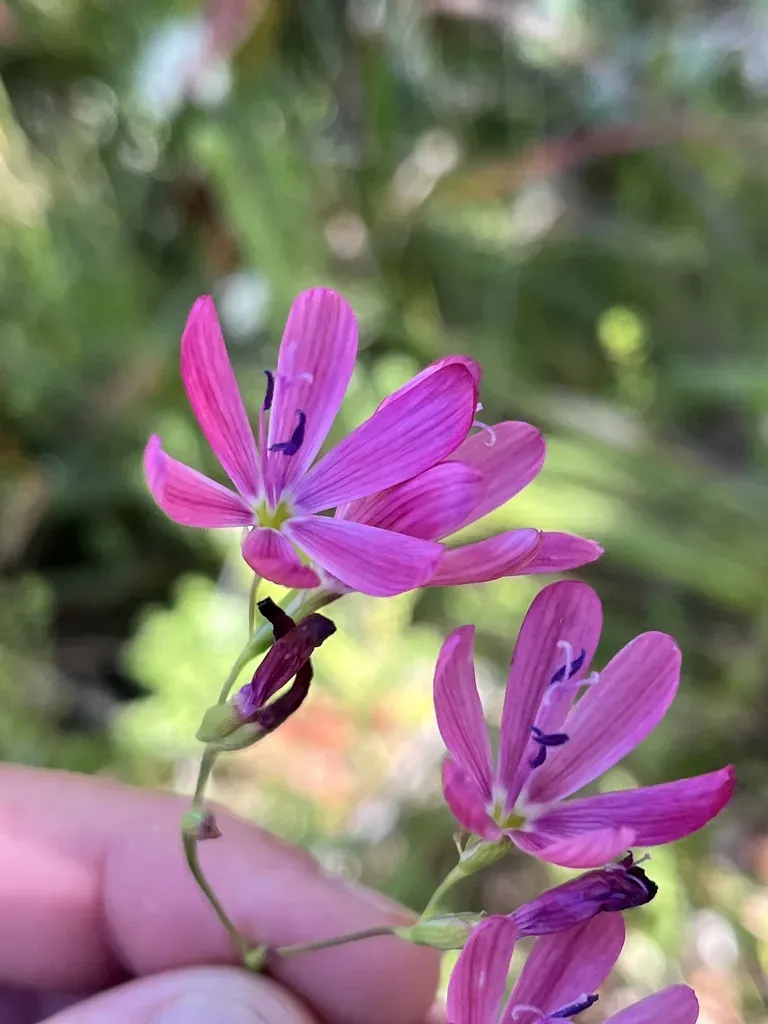 Geissorhiza Burchellii