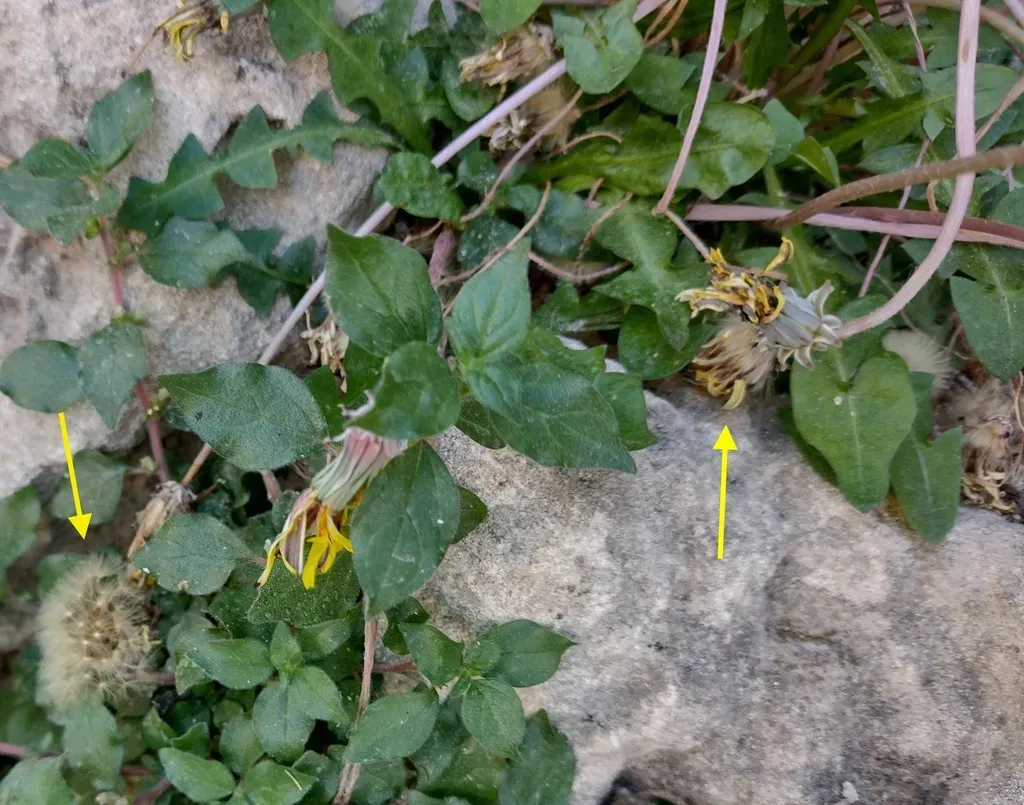 Taraxacum Hellenicum