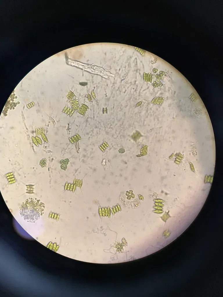 Desmodesmus Protuberans