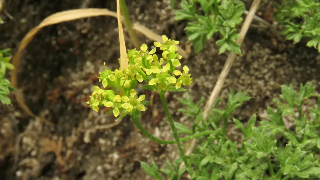 Azorella Microphylla