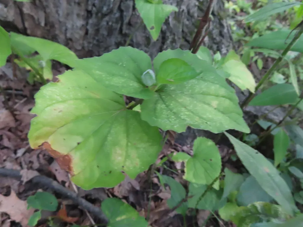 Smooth Yellow Violet