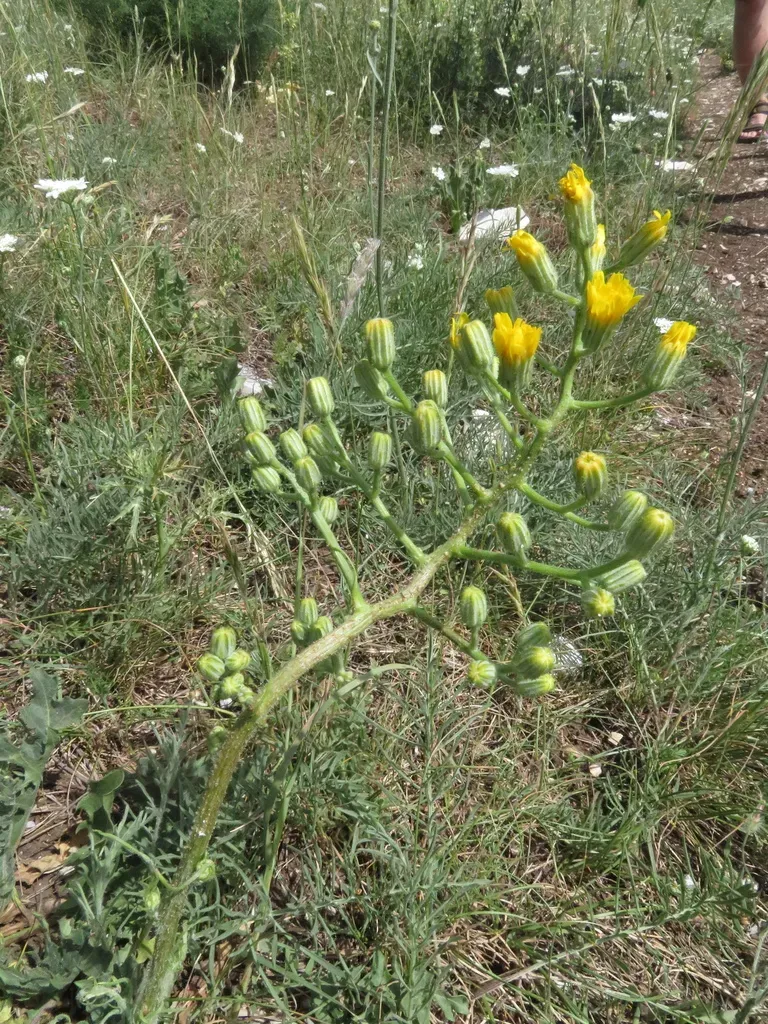 Crepis Lacera