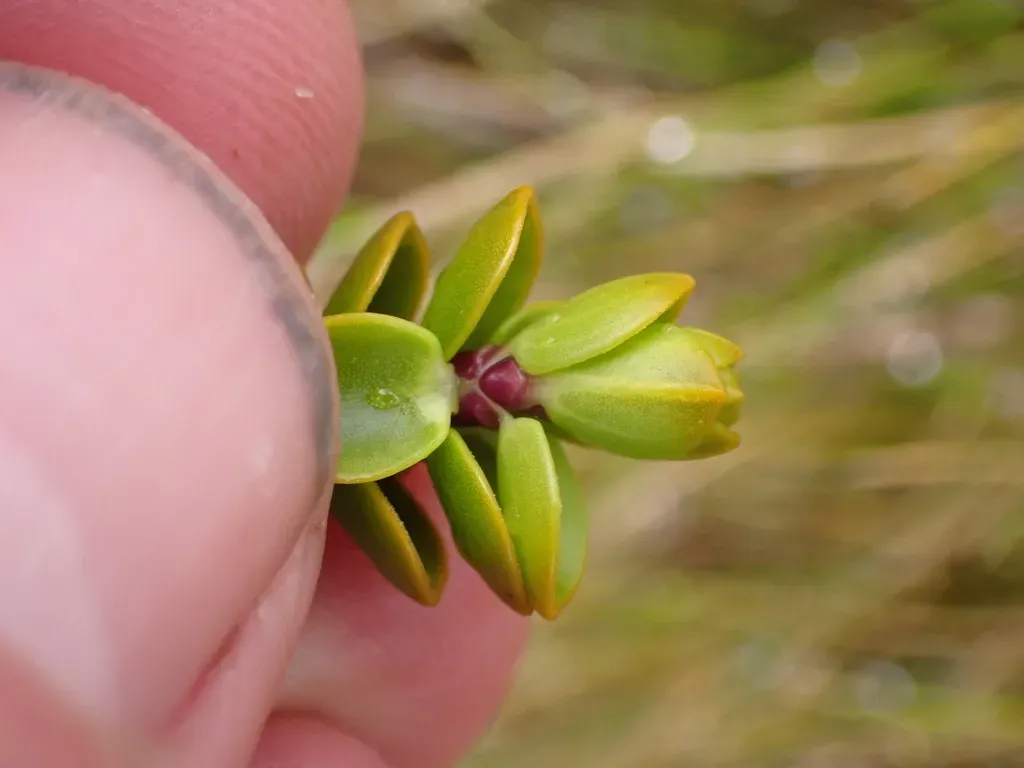 Veronica Pauciramosa