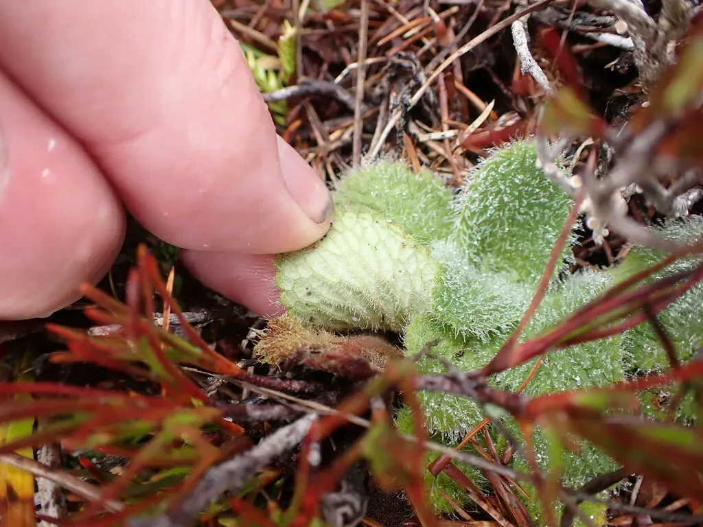 Ourisia Sessilifolia