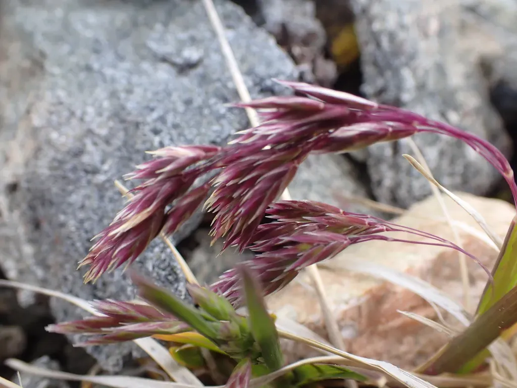Poa Novae-zelandiae