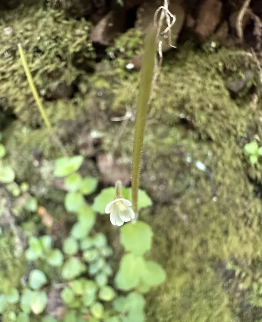 Epilobium Rotundifolium