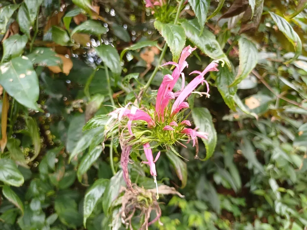 Siphocampylus Longibracteolatus